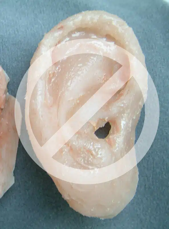 Photo of ear prosthesis with delaminating finish and artificial appearance