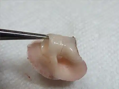 A piece of food being cut in half.