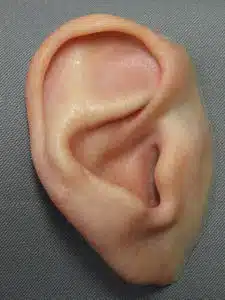 accurately detailed right ear prosthesis